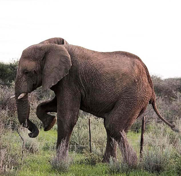 非洲聪明大象lol比赛赌注平台抬腿跨越电网寻食物