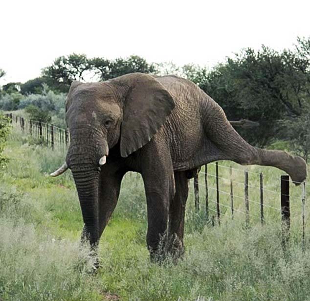 非洲聪明大象lol比赛赌注平台抬腿跨越电网寻食物